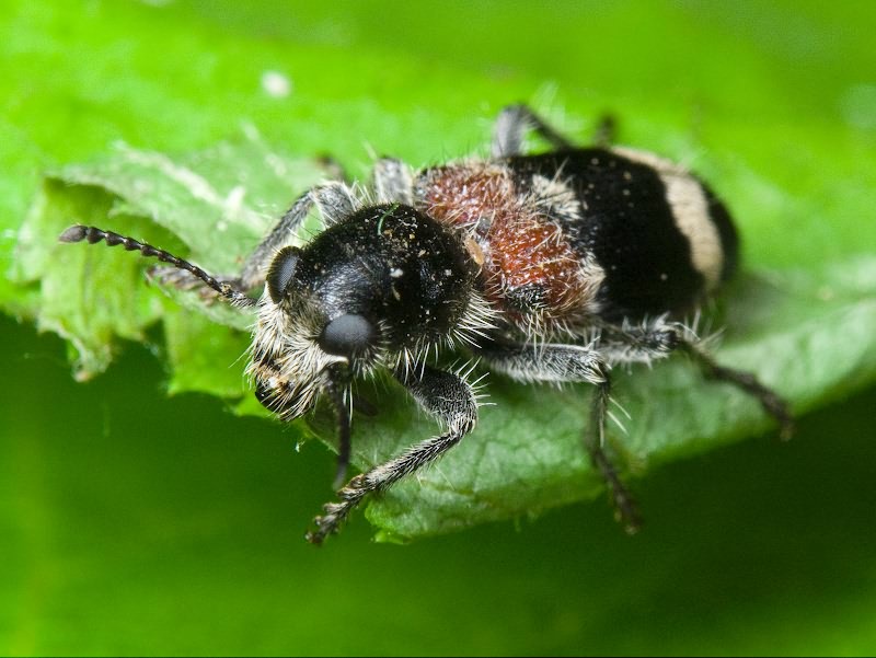 Clerus mutillarius Fabricius, 1775